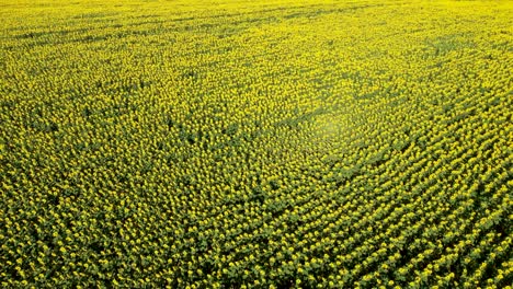 vista aérea giratoria de un campo de girasol amarillo brillante en dobruja, bulgaria