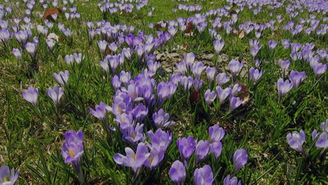 Un-Prado-Alpino-Con-Miles-De-Flores-De-Azafrán-Púrpura