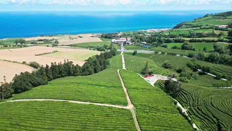 Vista-Aérea-Con-Drones-De-Las-Terrazas-De-La-Plantación-De-Té-De-Cha-Gorreana-Con-El-Océano-Atlántico-A-Lo-Lejos,-Azores