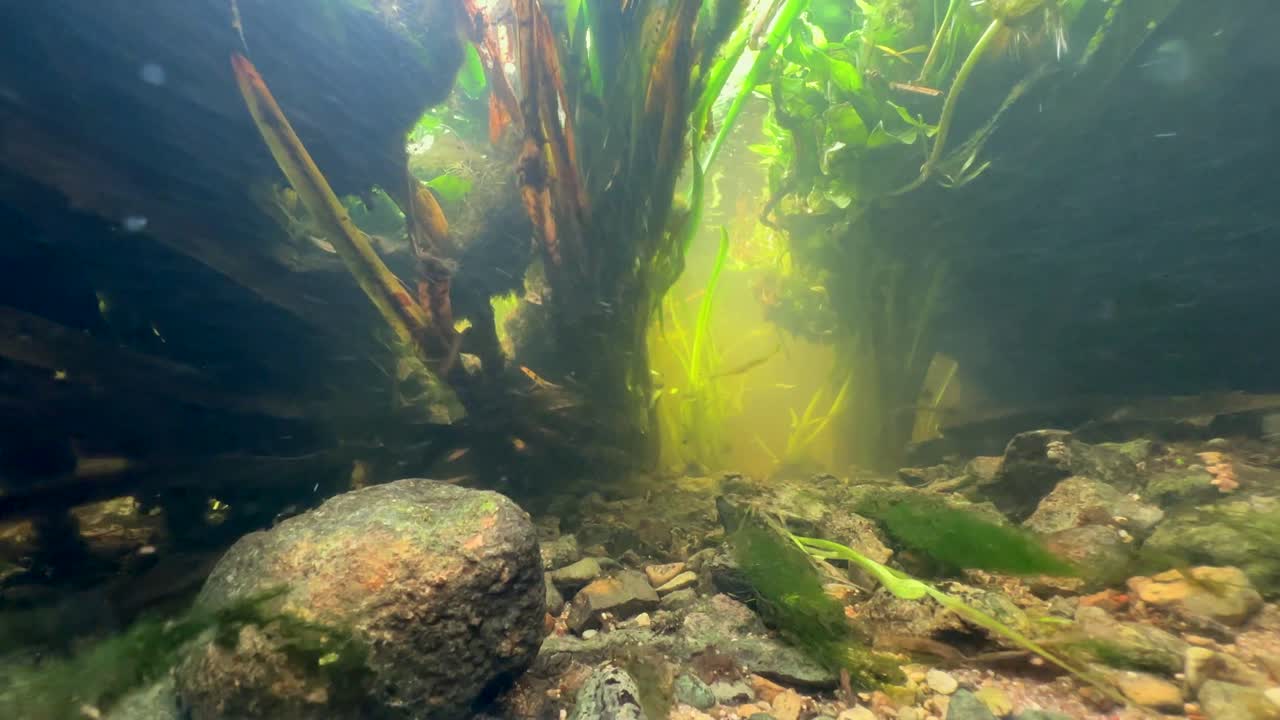 Conceptual underwater view of a tunnel of light between moving aquatic plants