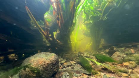 conceptual underwater view of a tunnel of light between moving aquatic plants