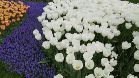 close-view-on-white-roses