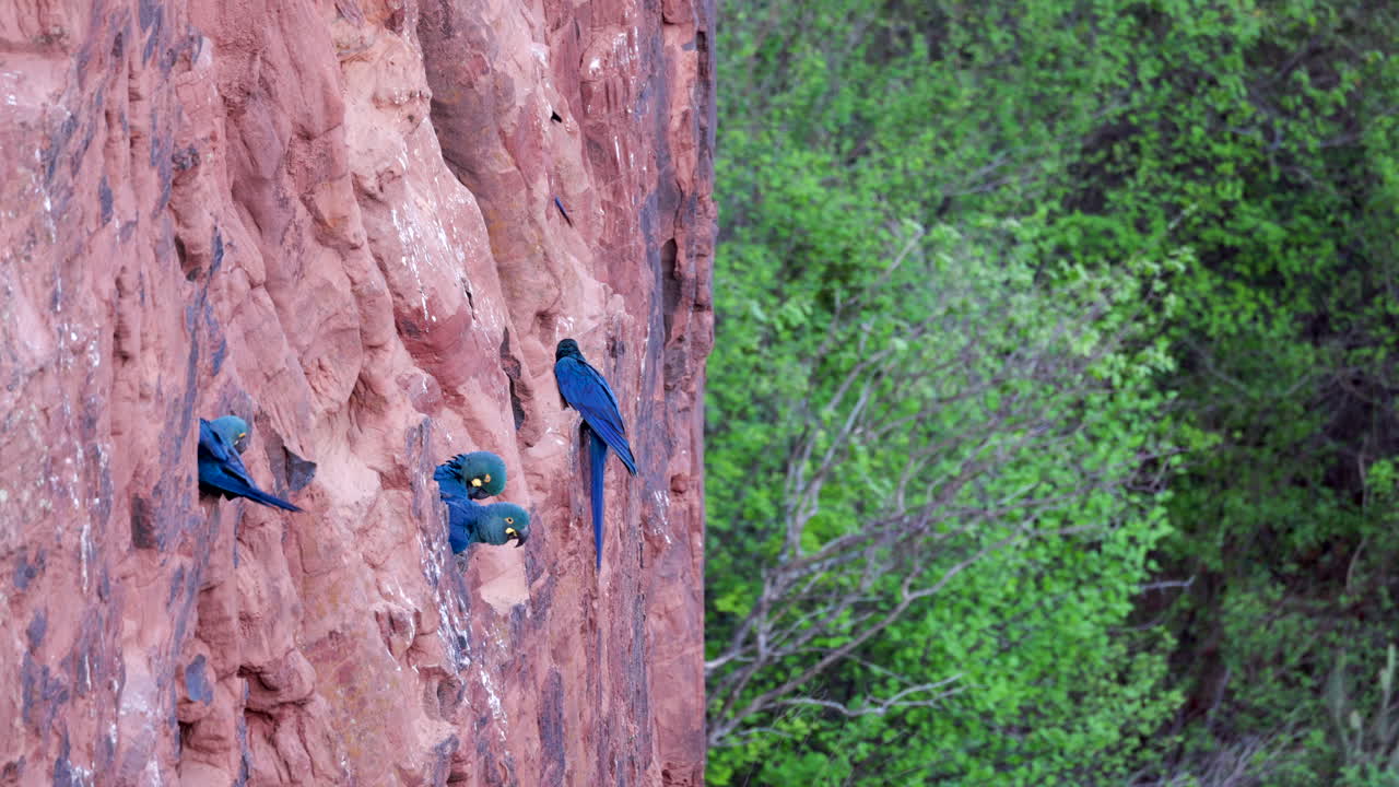 On cliff edge Endangered Lears Indigo Macaw parrot bird nesting cliff in Caatinga- from original 8K