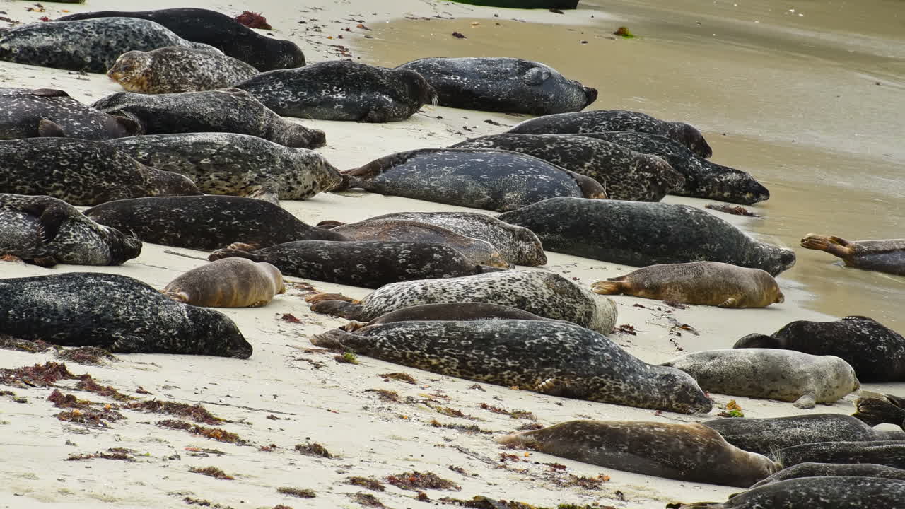 Crowd of seal sleeping and rotating from the back to the belly