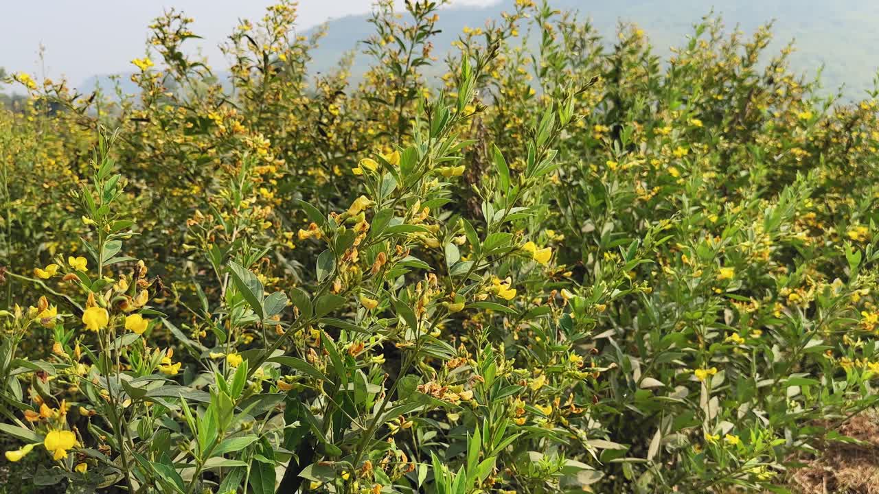 Carrellata lungo un campo fiorito di leguminose (cajanus, arhar, toor), fiori gialli e fogliame verde che scorrono davanti alla telecamera con colline distanti e una dolce luce diurna.