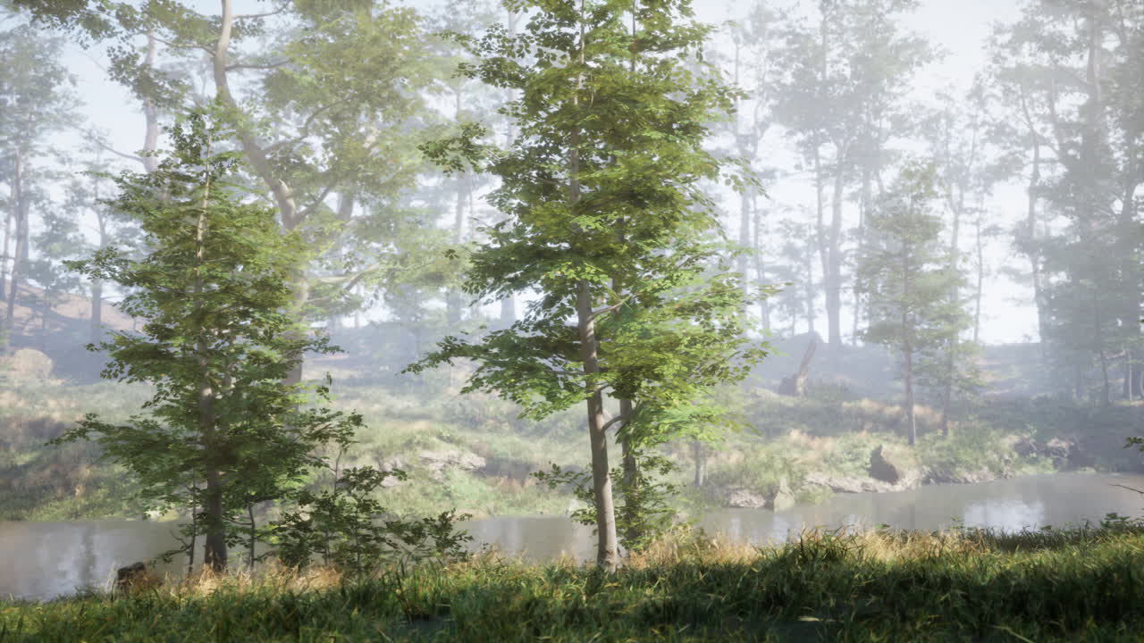 강 근처 의 안개  에 있는 숲