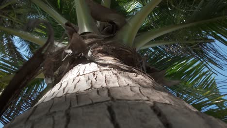 shot up a palm tree trunk showing its trunk and leaf's with blue sky