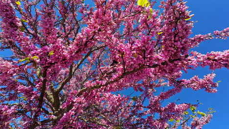 Pink cherry blossoms in full bloom against a clear blue sky