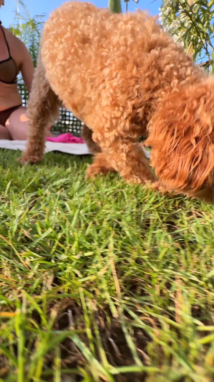 Woman and Dog Relaxing in Garden