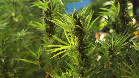 Cannabis-plantation-thriving-in-back-yard