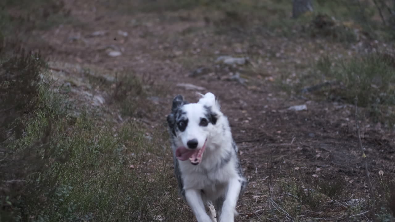 un perro pastor rápido corriendo a través de un bosque hacia la cámara