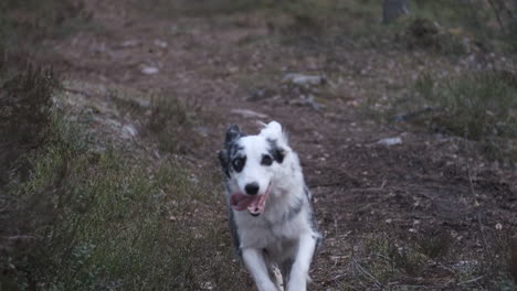 a fast shepherd dog running through a forest towards the camera