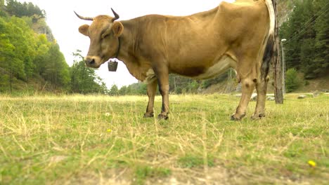 Cow-eating-grass-in-the-mountains-4k