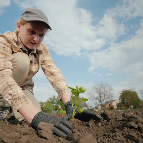 farmer planting tomato seedlings in the field 2