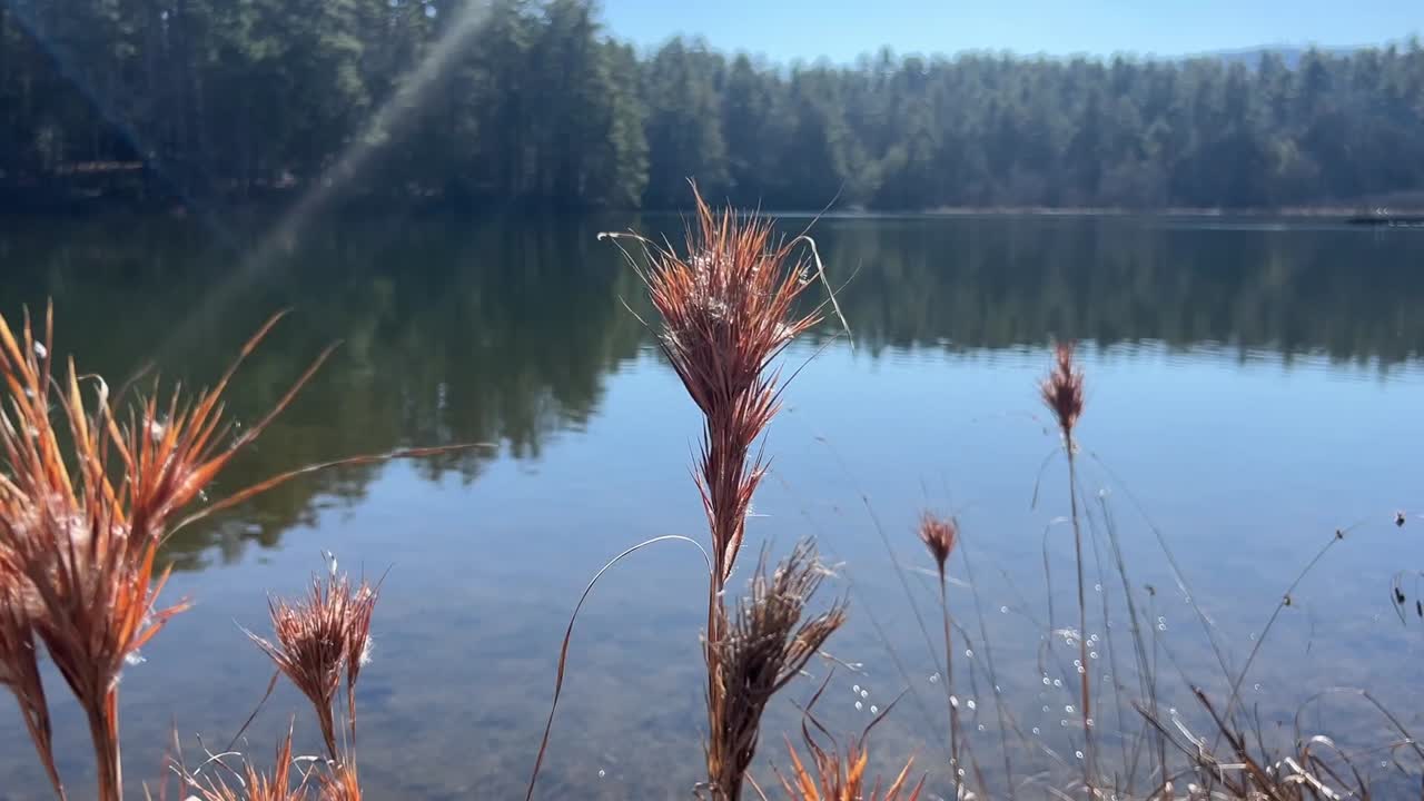 Planter ved søbredden i North Carolina foran en smuk sø ved solopgang. Søen er omgivet af en skov af stedsegrønne træer.