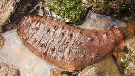 brown sea cucumber in rocky beach