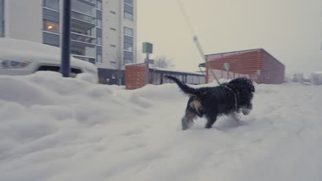 Perro-Dachshund-Olfateando-Y-Corriendo-En-La-Nieve-En-Un-Entorno-Urbano-En-Cámara-Lenta