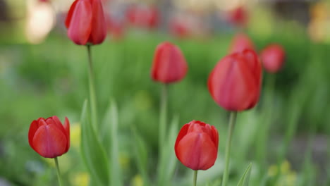 red tulips growing in the garden