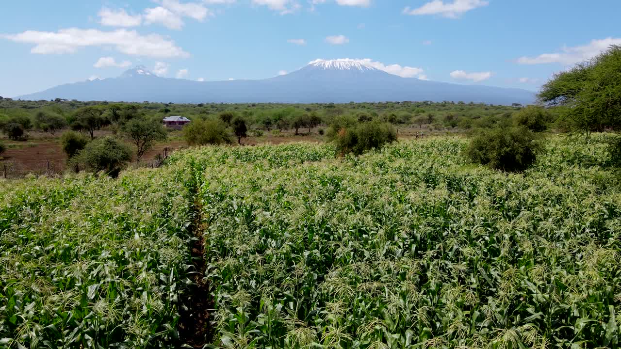 drones volando en granjas en las laderas del kilimanjaro - granjas verdes de kenia, asentamientos pobres en áfrica plantación agronómica aérea