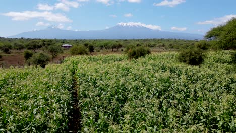 Drone-flying-in-farms-in-kilimanjaro-slopes--Green-Kenya-farms,-poor-settlement-africa-aerial-agronomic-plantation