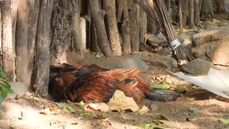 chicken relaxing bathing . happy