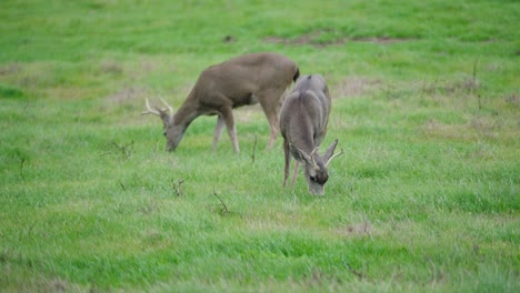 Maultierhirsche-Fressen-Gras-Auf-Einem-Feld-Im-Norden-Kaliforniens-In-Küstennähe