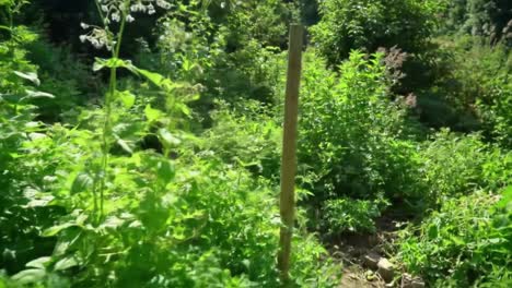 a serene nature pathway surrounded by lush greenery, inviting exploration and offering a tranquil escape into the heart of vibrant vegetation