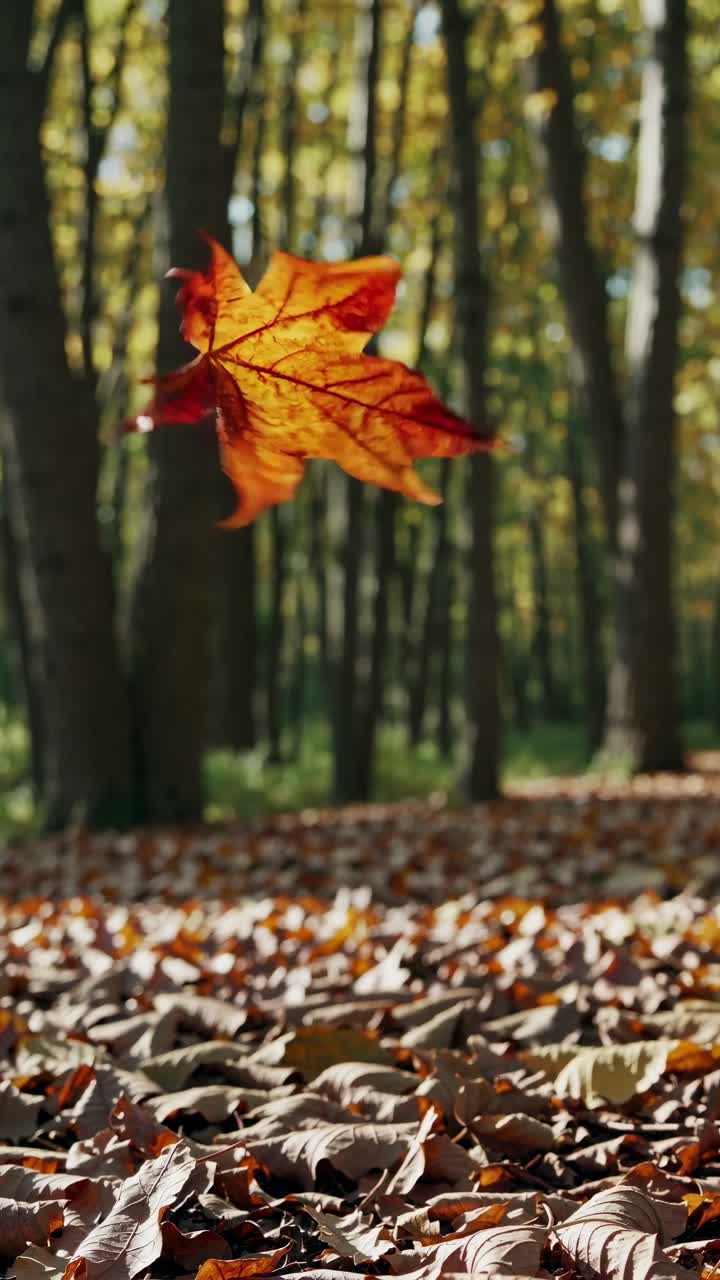 Close-up video of a vibrant autumn leaf suspended mid-air in a sunlit forest, captured from a low