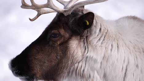 reindeer cute closeup looks away and back at you