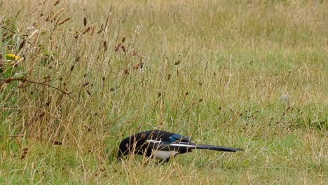 magpie scavenger bird searching for food in windy long grass closeup