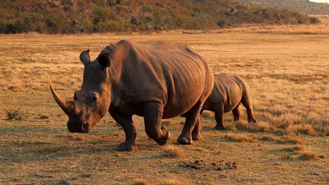 Una-Madre-Rinoceronte-Blanca-Y-Su-Cría-Caminan-Por-Los-Pastizales,-Un-Momento-De-Puesta-De-Sol-Muy-Especial-En-África