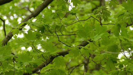 la reinita de castaño aterriza rápidamente en una rama de árbol verde y exuberante