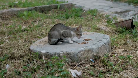 homeless tabby cat eat food with avidity on the street closeup