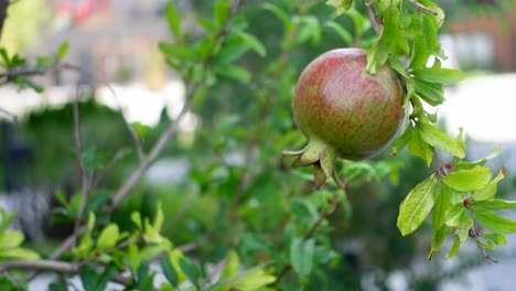 a close up of a ripe pomegranate fruit on a tree branch