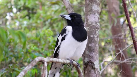 magpie sitting on a branch in australia