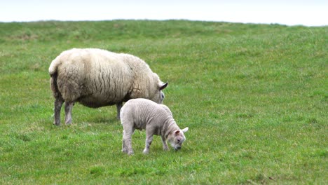 adorable lamb and sheep grazing in green meadow