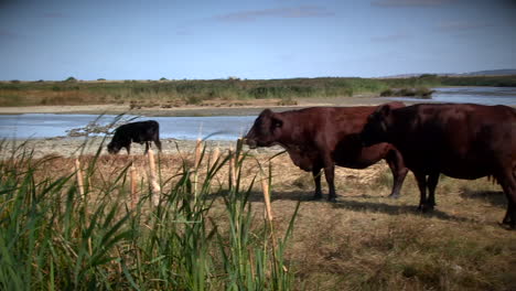 Cattle-grazing-on-marshland-near-Faversham,-Kent,-UK