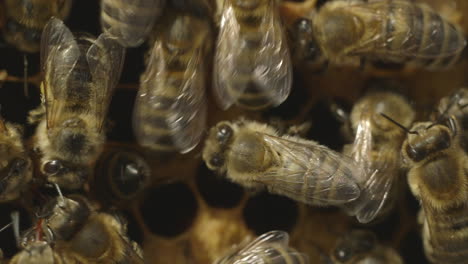 Makroaufnahme-Von-Bienen-In-Einem-Bienenstock