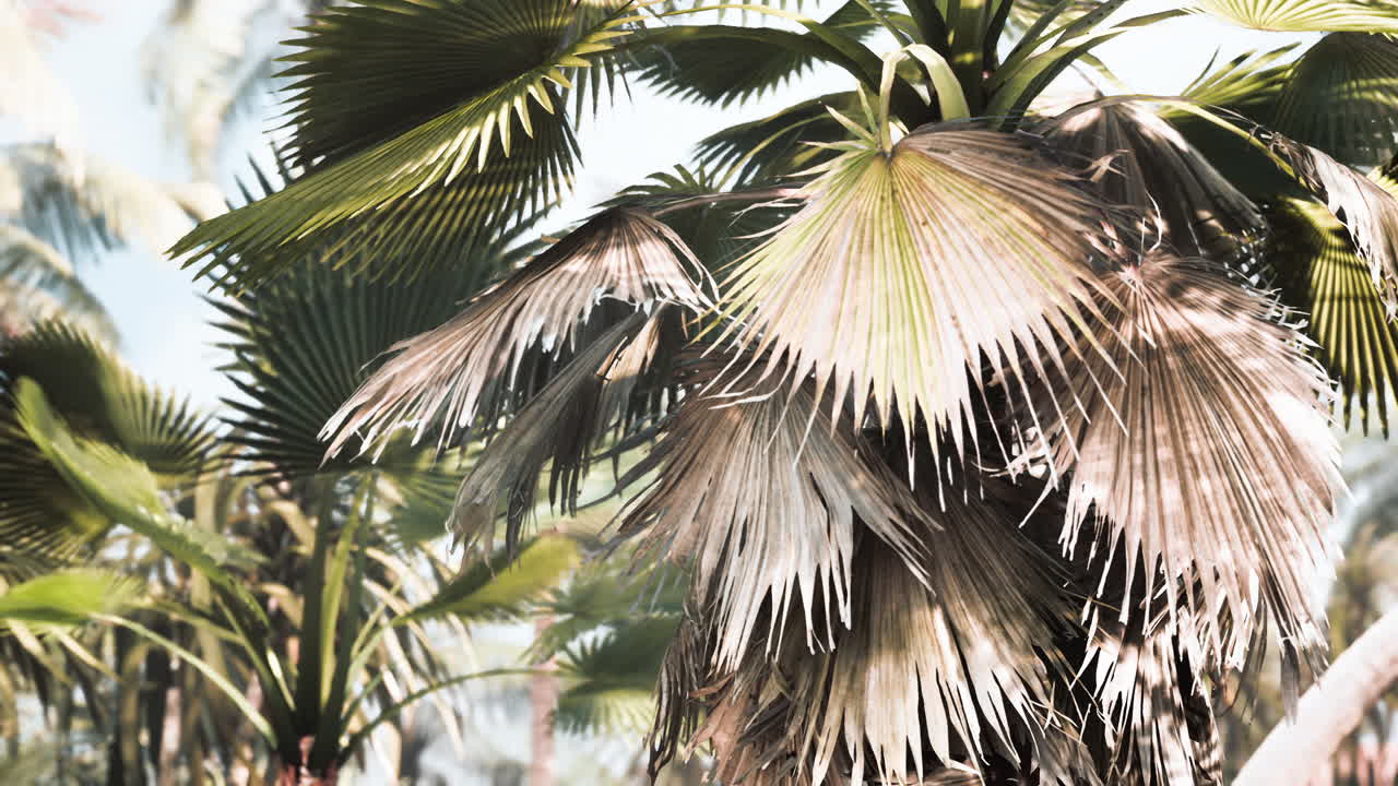 jardín tropical con palmeras bajo los rayos del sol