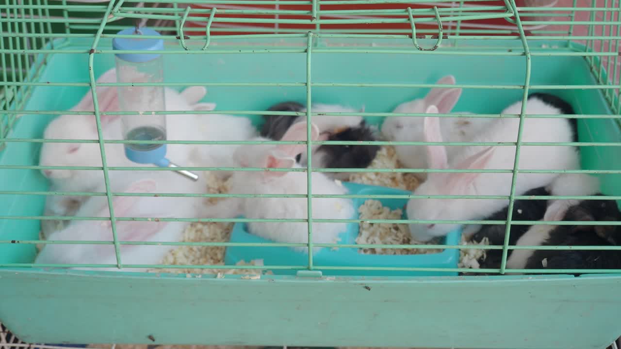 Baby Rabbits in a Cage