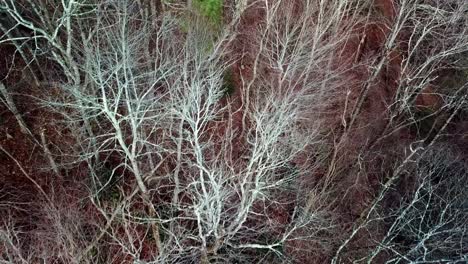 Searching-the-forest-floor,-aerial-search-for-missing-person-in-the-winter