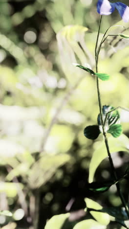 closeup of a delicate blue flower with green leaves