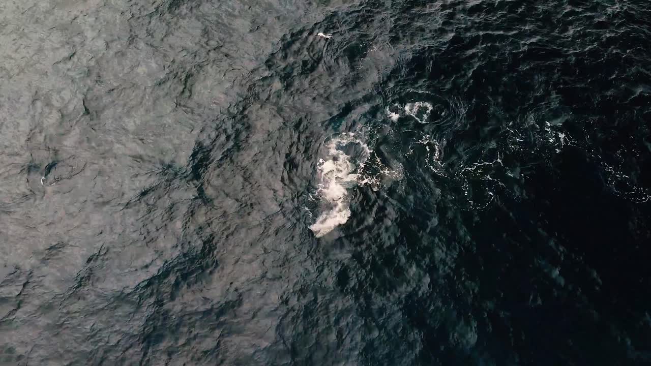 수중에서 회전하는 회색 고래의 드론 보기