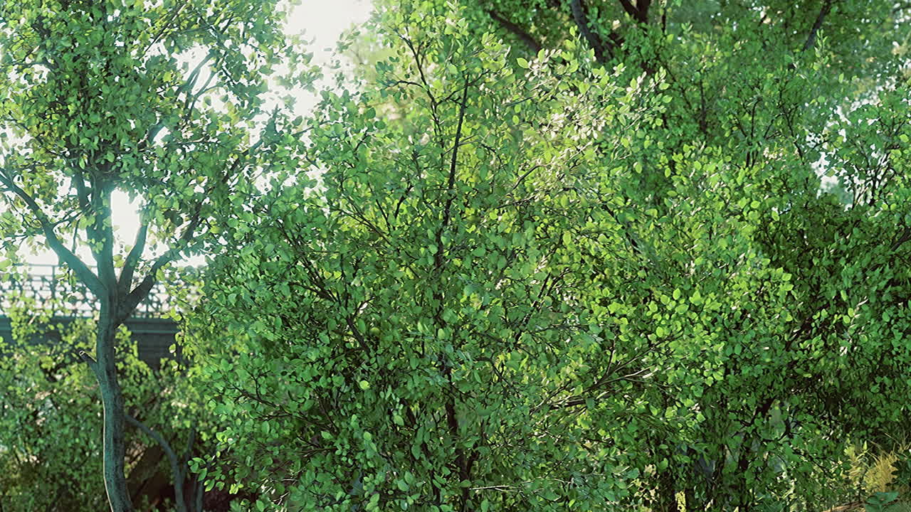 Vibrant green foliage sways gently under the warm glow of sunlight in autumn