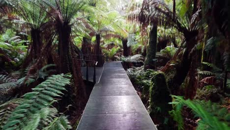 a serene walk through lush rainforest trail