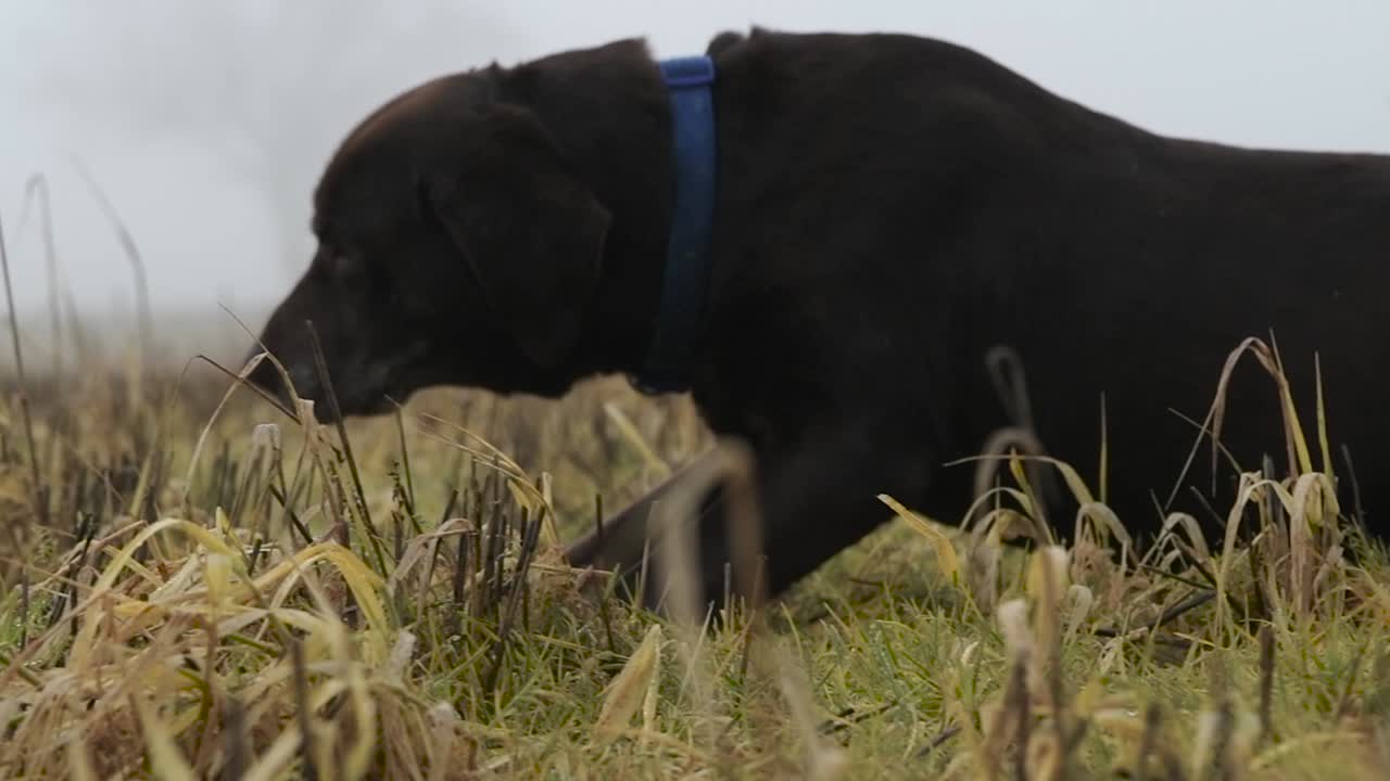 이른 봄 안개 낀 아침에 풀밭에서 굴러다니는 갈색 초콜릿 래브라도