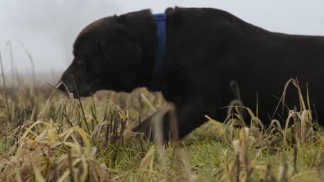 labrador marrón-chocolate rodando en la hierba en una mañana nublada a principios de primavera