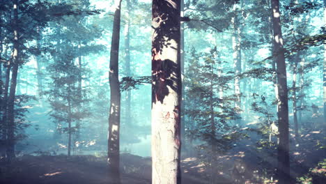 Glowing-fog-in-the-forest-in-the-evening