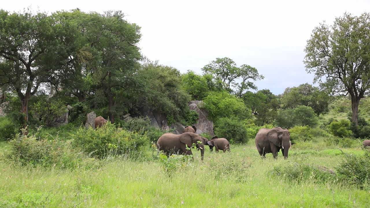 Groothoekopname van een olifantenkudde die graast in het weelderig groene gras, Kruger National Park