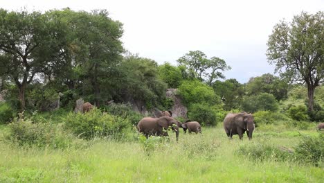 Breite-Aufnahme-Einer-Elefantenherde,-Die-Sich-Im-üppigen-Grünen-Gras-Des-Krüger-Nationalparks-Ernährt